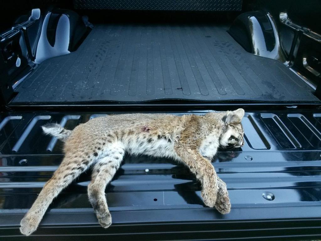Region I- Calhoun (Northwest) BARTOW COUNTY On October 26 th, Cpl. Lee Burns received an anonymous tip about a bobcat being taken out of season. Cpl. Burns investigated the allegations and went to interview the subject.