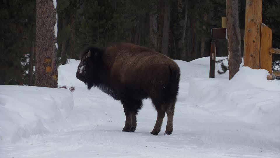 Wildlife and Hunting: Yellowstone Park and the Greater Yellowstone Ecosystem are some of the nation s best places to find protected animals like grizzly bears, lynx, wolverines and wolves.