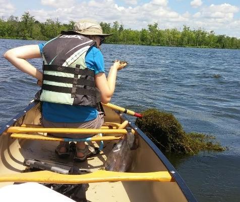 Survey Methods and Observations In August of 2016, the SLELO Early Detection team surveyed Oneida Lake and Three Mile Bay for both aquatic and terrestrial invasive species.