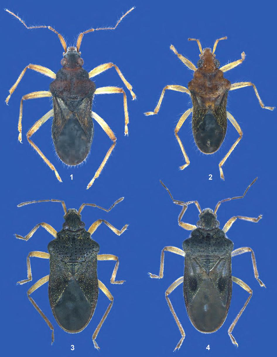 ZETTEL: Gerromorpha of Myanmar (Insecta: Hemiptera) 93 Figs. 1 4: Habitus, dorsal aspect, of new species of Hebridae: (1) Hebrus birmensis sp.n. (holotype male; body length 2.32 mm).