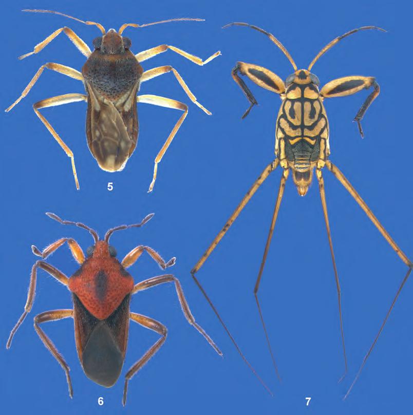 ZETTEL: Gerromorpha of Myanmar (Insecta: Hemiptera) 95 Figs. 5 7: Habitus, dorsal aspect, of new species of Veliidae and Gerridae: (5) Geovelia orientalis sp.n. (paratype female, body length 2.15 mm).