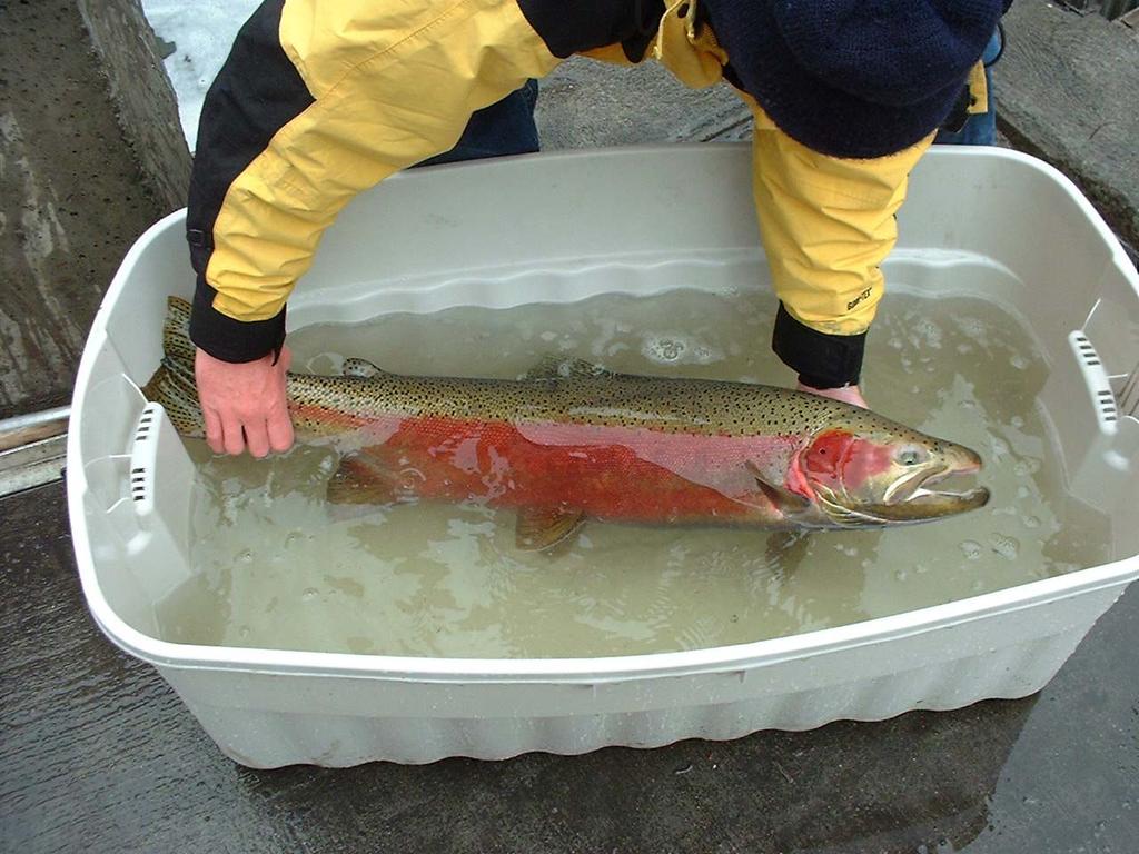 Figure 5. Male steelhead with operculum punch. Captured rainbow trout were enumerated and sampled for biological data in a similar fashion to steelhead.