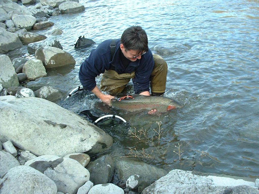 Figure 7. Radio-tagged female steelhead being released at the mouth of the Bonaparte River.