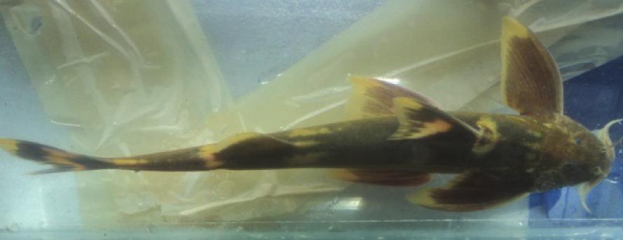 Pseudecheneissulcata (McClelland, 1842) Family: Sisoridae Common name: Sucatus catfish, Remora catfish (Eng). Local Name: Kabre (Nep). Synonyms: Glyptosternonsulcatus(McClella nd. 1842). Description: D.