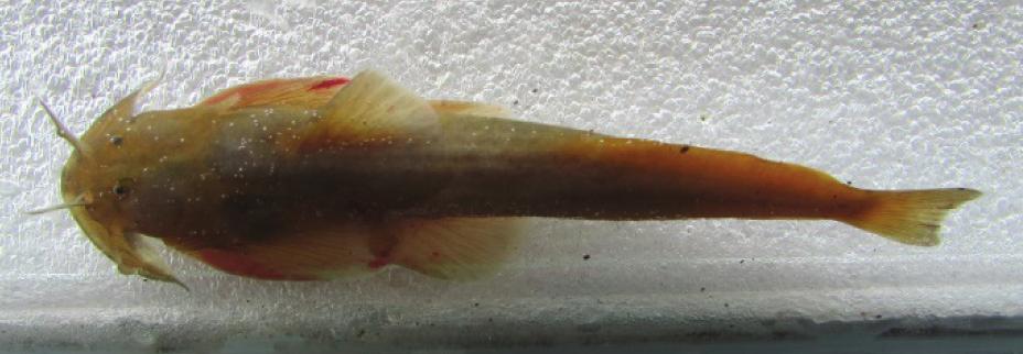 Parachiloglanissp. (Hora, 1923) Family: Sisoridae Common name: Torrent catfish (Eng), Telcapre (Nep). Synonyms: Euchiloglanishodgarti (Hora, 1923), Exostomablythii (Day, 1970) Description: D.10, P.