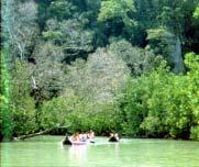Mangrove forests are a tropical ecosystem, a habitat of land animals, birds, reptiles and marine animals.