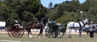 Ridden Classes 616 Ridden Heavy Horse, any sex or age 617 Draught Horse Type Best Presented Heavy Horse Crookwell Show 2019 (all heavy horse entries eligible) Supreme Champion Heavy Horse Crookwell