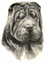 Illustrated Standard for the Chinese Shar-Pei All pictures are copyright and may