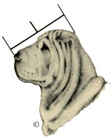 HEAD (Continued) Skull Flat and broad, the stop moderately defined. Muzzle One of the distinctive features of the breed. It is broad and full with no suggestion of snipiness.