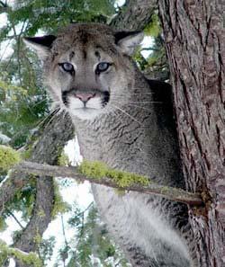 However, where humans are encroaching on wildlife habitat, the number of cougar sightings and attacks on livestock and pets is on the rise. Cougar attacks on humans are extremely rare.