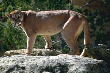 But you should know how to react if you encounter an aggressive cougar: Do not run from a cougar. Running will provoke an instinctive prey response and the cougar may pursue you.