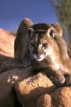 Living In Cougar Country Playing In Cougar Country Facts About Cougars The cougar, Felis concolor, is also known as the mountain lion, puma or panther.