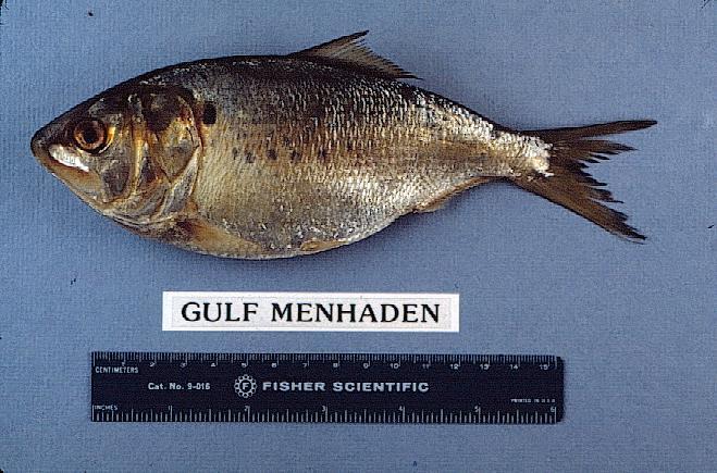 genetic stock in the northern GOM no organized structure of gulf menhaden populations which would indicate