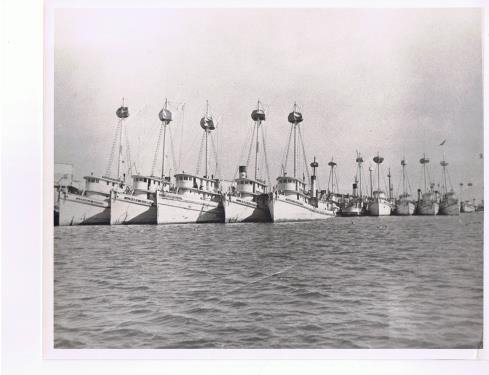 Time Line for the Fishery 1960s and 1970s: Expansion Number of plants grows to 13 in 1965 fleet size increases to 82 vessels Landings continue to improve reach 728,500