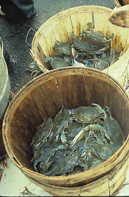 significant purse-seine bait fisheries off the Panhandle curtailed after the Florida Net Ban of 1995 Historically,