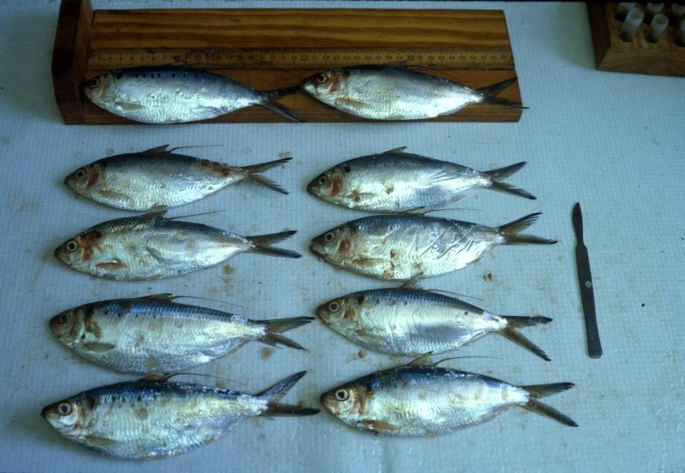 menhaden Opisthonema oglinum Atlantic thread herring U.S.