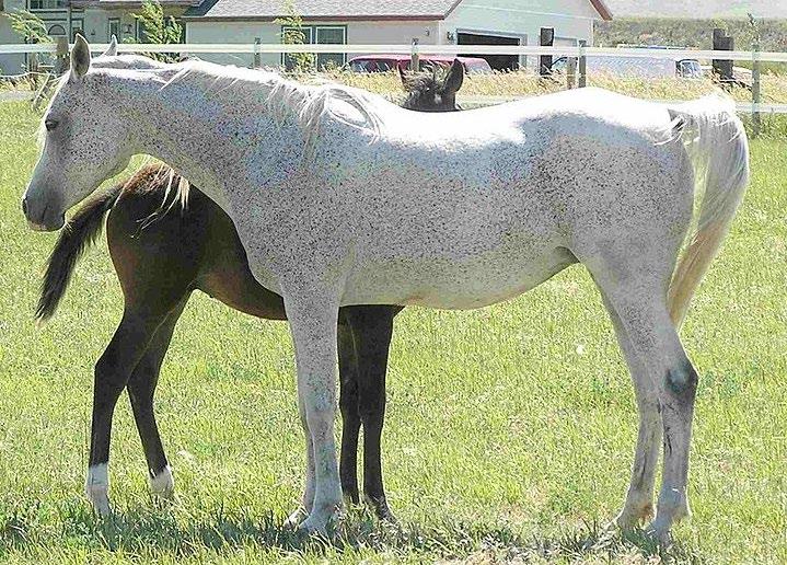 10. Which term best describes the mare s coat color? A. Flea-bitten gray B. Dappled gray C. Rose gray D.