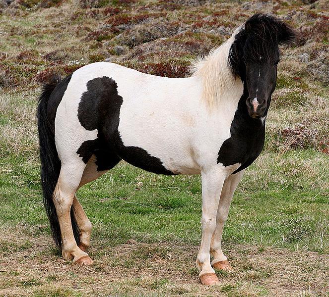 19. Which term best describes this horse s coat color? A. Piebald B. Skewbald C. Ruano D.