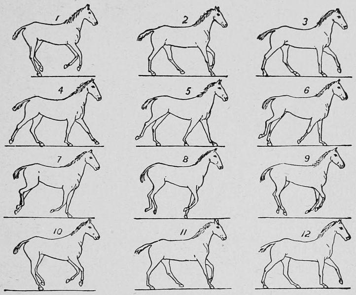 5. These pictures show the footfall pattern of which gait? A. Canter B. Trot C.