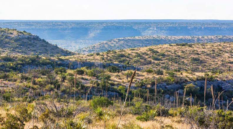 The ranch supports a good mix of native grasses and brush cover includes mesquite, cedar, black brush, some greasewood, Spanish dagger, prickly pear, tasajilla, sotol, catclaw, algerita and