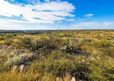 Other game species includes javelina, Blue Quail and Bob White Quail. The Cerf Ranch is located in an area of scattered oil and gas production.