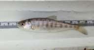Section 281 juvenile 5) Chinook salmon