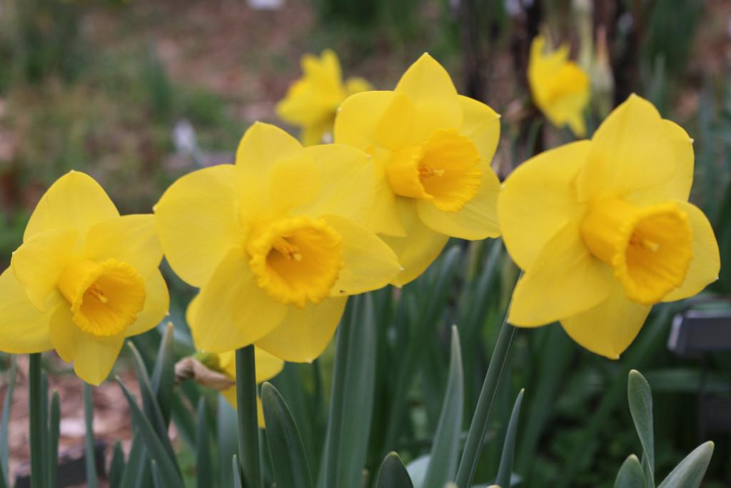 In this issue! World Daffodil Convention: St. Louis MO, April 6-10, 2016 Spring Meeting: Sunday, March 13, 2016, 2pm Daffodil Show Setup: Friday, March 18, 1-4pm Daffodil Show: Sat. & Sun.