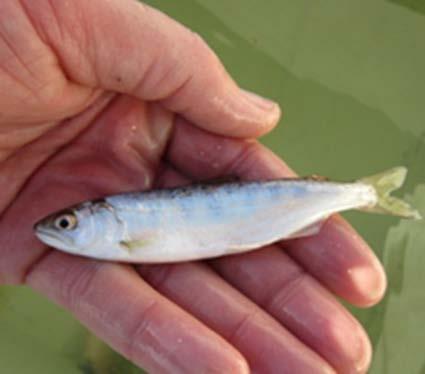 Chinook Salmon Capture Data 1511 Juvenile Chinook