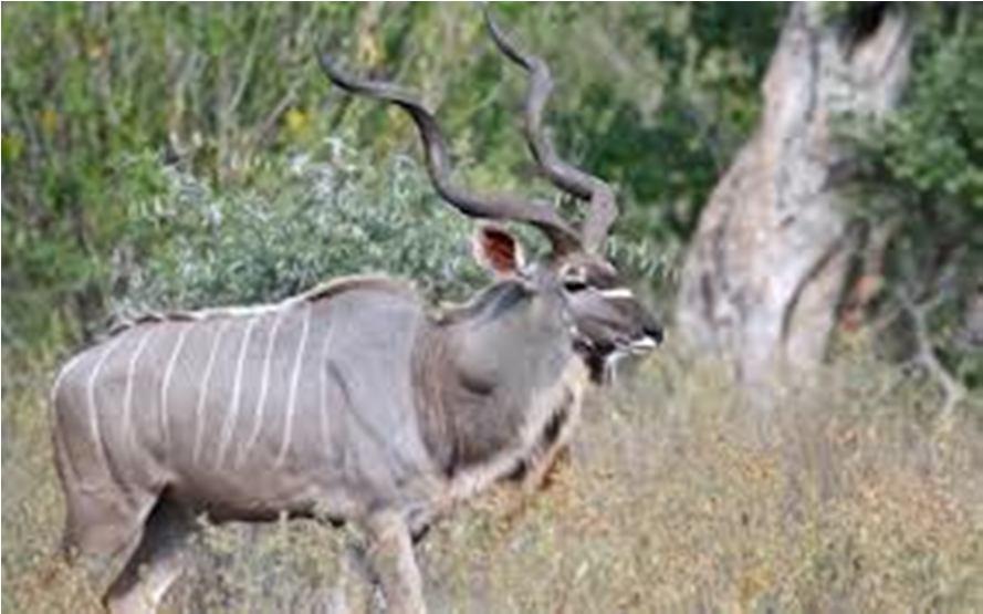 KUDU Kudu (Tragelaphus strepsiceros) Kudu Greater Kudu"