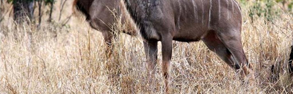 the lesser kudu Tragelaphus imberbis, and three
