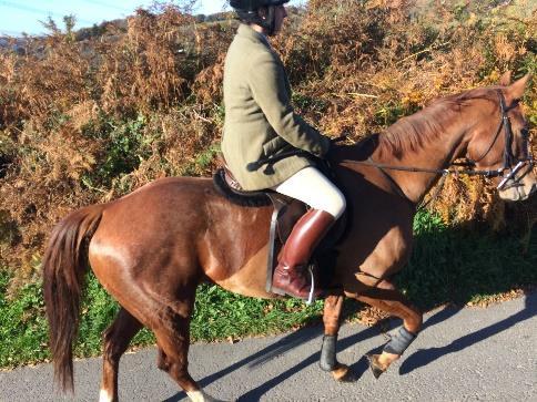 Warranted sound, vice-less, but does need to fly rug which comes with her. Lot 13. JOHN Black yearling Gelding, to make approx. 13.2hh. Has been halter broken and handled, bathed and rugged.