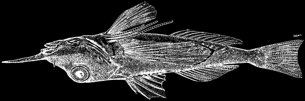 2378 Bony Fishes Pterygotrigla multiocellata (Matsubara, 1937) Frequent synonyms / misidentifications: Parapterygotyrigla multiocellata Matsubara, 1937 / None. FAO names: En - Antrorse spined gurnard.