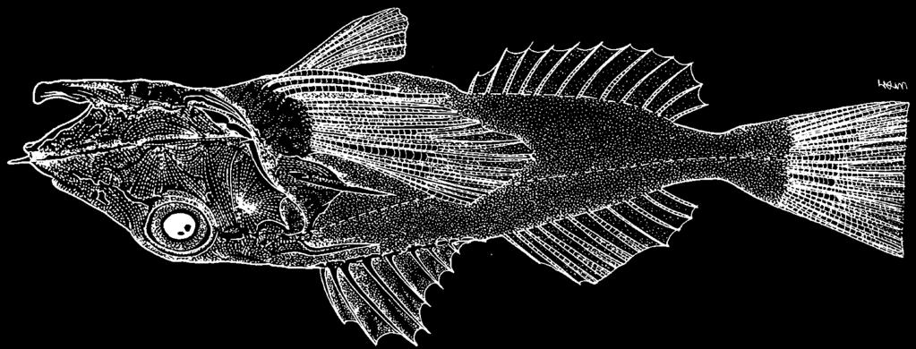 Scorpaeniformes: Triglidae 2379 Pterygotrigla ryukyuensis Matsubara and Hiyama, 1932) Frequent synonyms / misidentifications: None / None. FAO names: En - Ryukyu gurnard.