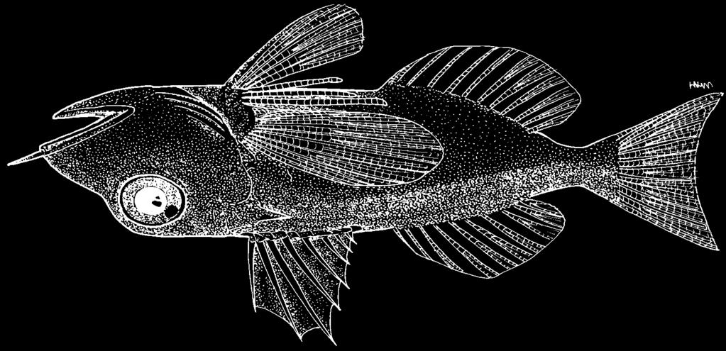 2382 Bony Fishes Uradia macrolepidota (Kamohara, 1938) Frequent synonyms / misidentifications: Pterygotrigla macrolepidota (Kamohara, 1938) / None. FAO names: En - Largescaled gurnard.