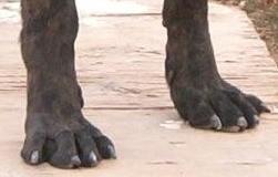 Nails Usually black, although shades of reddish brown matching the brindle body