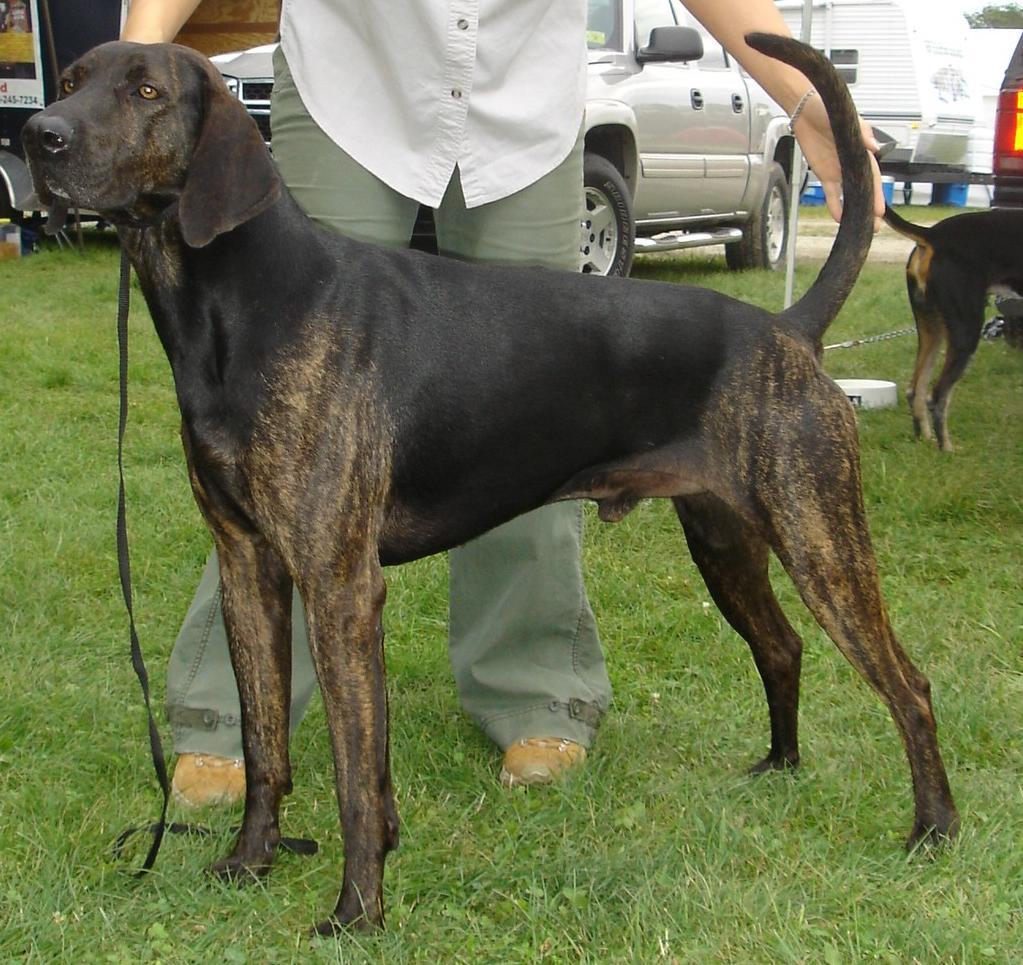 GENERAL APPEARANCE A hunting hound of striking color that traditionally