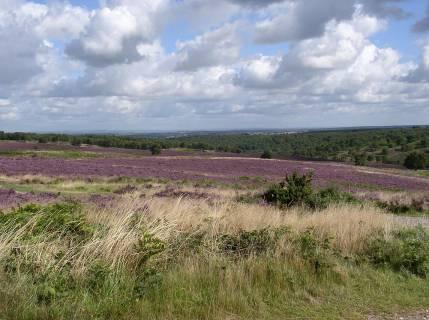 Have Your Say The Cannock Chase AONB team is once again inviting people who love their outstanding areas of natural beauty to give their views on plans for how these areas are managed and protected.