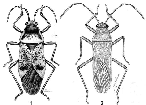 Acta Entomologica Musei Nationalis Pragae, 51(2), 2011 451 Figs. 1 2. 1 Neolargulus excavatus gen. & sp. nov., holotype, male (Orig. A.