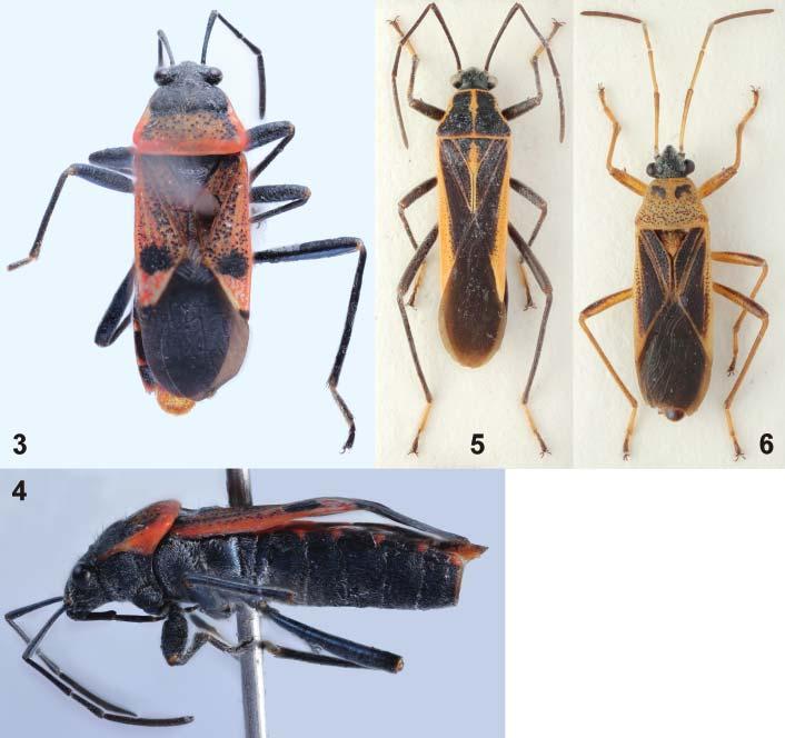 Acta Entomologica Musei Nationalis Pragae, 51(2), 2011 453 Figs. 3 6. Habitus. 3 4 Neolargulus excavatus gen. & sp. nov.