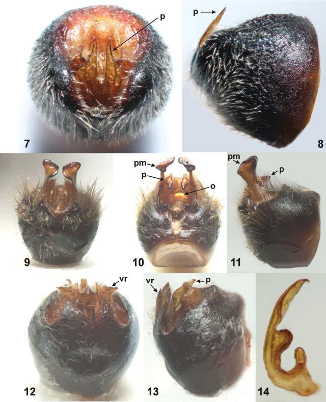 454 STEHLÍK & BRAILOVSKY: Two new Largulini genera from Greater Antilles (Largidae) Figs. 7 14. 7 8 Neolargulus excavatus gen. & sp. nov.