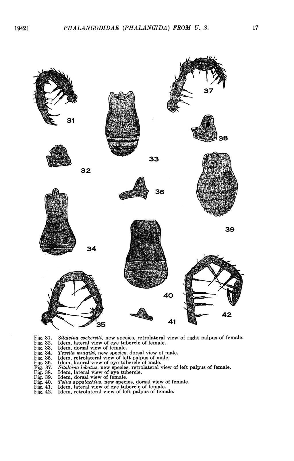 19421] PHALANGODDAE (PHALANGDA) FROM U. S. 17 > 3 8~~~~3 32 33 39 ( w3~4 i 42 35 ~~~41 Fig. 31. Sitalcina cockerelli, new species, retrolateral view of right palpus of female. Fig. 32. dem, lateral view of eye tubercle of female.