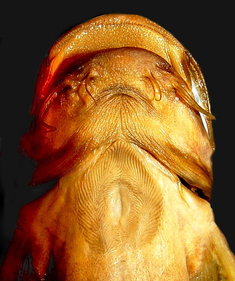 In the species under study, the posterior portion of the Weberian lamina is extended laterally to the level of the lateral margin of its anterior portion, except in case of G. cavia and G.