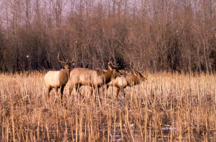 Minnesota Elk Past and Present Minnesota Department of Natural