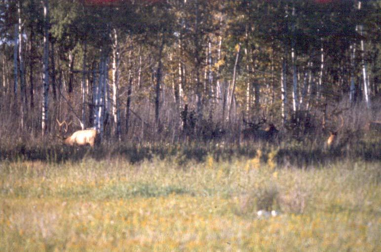Kittson County elk herd International herd First noted in Minnesota circa 1980