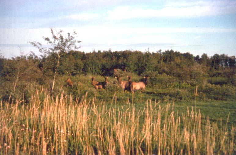 Elk habitat preferences Like deer and moose, elk do a lot of browsing Elk do a lot more grazing than other members of the deer family Good elk habitat includes openings and early successional