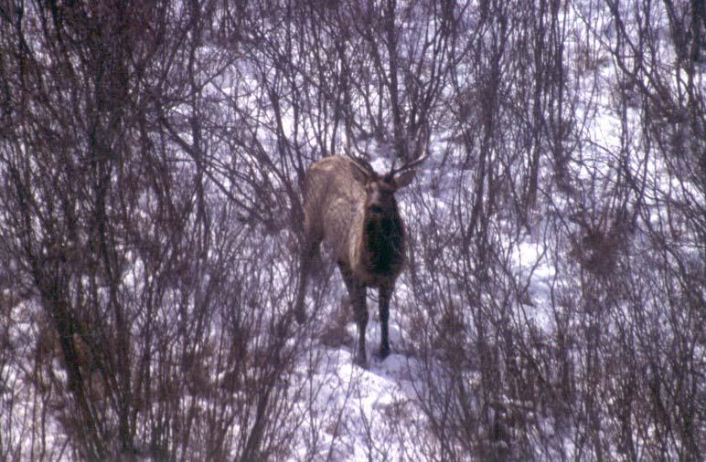 Limitations to elk expansion in Minnesota Depredation concerns Elk