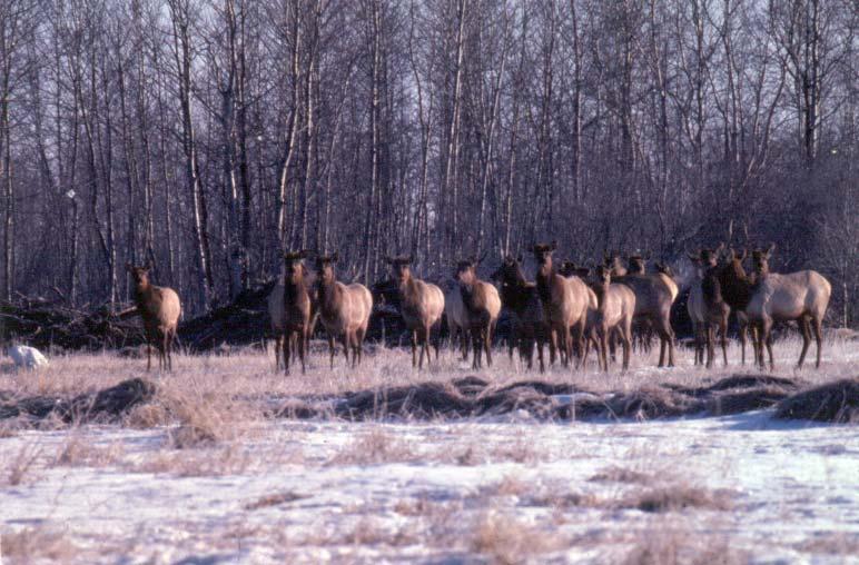 Minnesota elk where do we go from here?