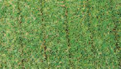 They are also an ideal preparation for overseeding to produce further new growth.