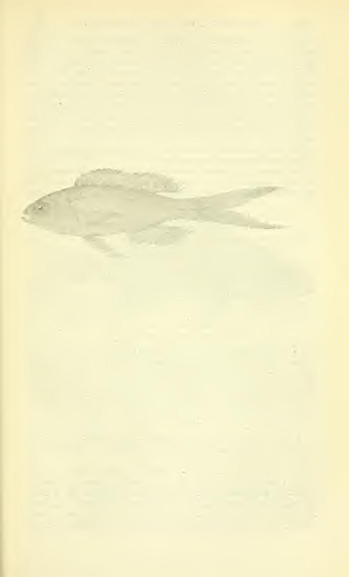 No. 2392. jfew DEEP-SEA FISHES FROM HAWAll JORDAN. 647 RHYACANTHIAS CARLSMITHI, new species. Type. Cat. No. 84099, U.S.N.M., 7 inches long, besides the caudal fin, which is 1 inches.