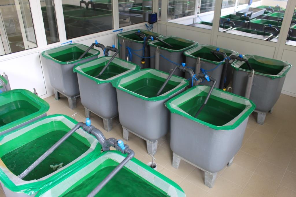 Experiment on eel growth and survival Eels in aquaculture on-grown for 0, 42 and 196 days 10 experimental tanks, 40 or 10 eels per tank (based on